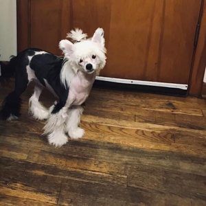 Meet your Posher, Princess